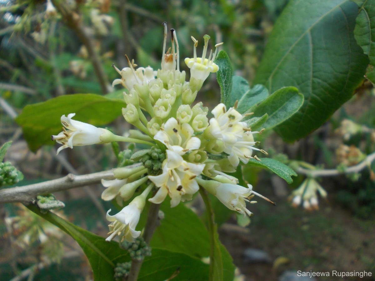 Iochroma arborescens (L.) J.M.H.Shaw